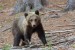 Medved hnedý - IMG_6363