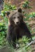Medved hnedý - IMG_6558