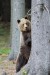 Medveď hnedý -IMG_6951