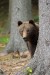 Medveď hnedý -IMG_6987