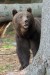 Medveď hnedý -IMG_7065