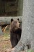 Medveď hnedý -IMG_7067