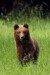 Medveď hnedý -IMG_7144