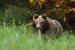 Medveď hnedý - IMG_7274