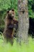 Medveď hnedý - IMG_7239