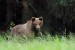 Medveď hnedý - IMG_7234