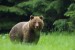 Medveď hnedý - IMG_6230