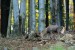 Jeleň lesný - IMG_0840