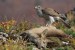 Jastrab veľký ( Accipiter gentilis )IMG_1034