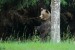 Medveď hnedý -  IMG_6232