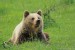 Medveď hnedý - IMG_5946