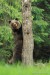 Medveď hnedý - IMG_6104