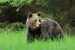 Medveď hnedý - IMG_6125