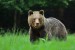 Medveď hnedý - IMG_6130