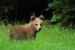 Medveď hnedý - IMG_6186