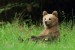 Medveď hnedý - IMG_6200oo