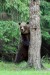Medveď hnedý - IMG_6253