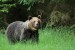 Medveď hnedý - IMG_6360