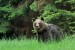 Medveď hnedý - IMG_6390