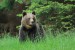 Medveď hnedý - IMG_6393