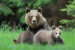 Medveď hnedý - IMG_6425