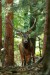 Jeleň lesný - IMG_5403